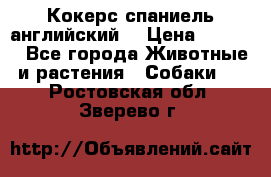 Кокерс спаниель английский  › Цена ­ 4 500 - Все города Животные и растения » Собаки   . Ростовская обл.,Зверево г.